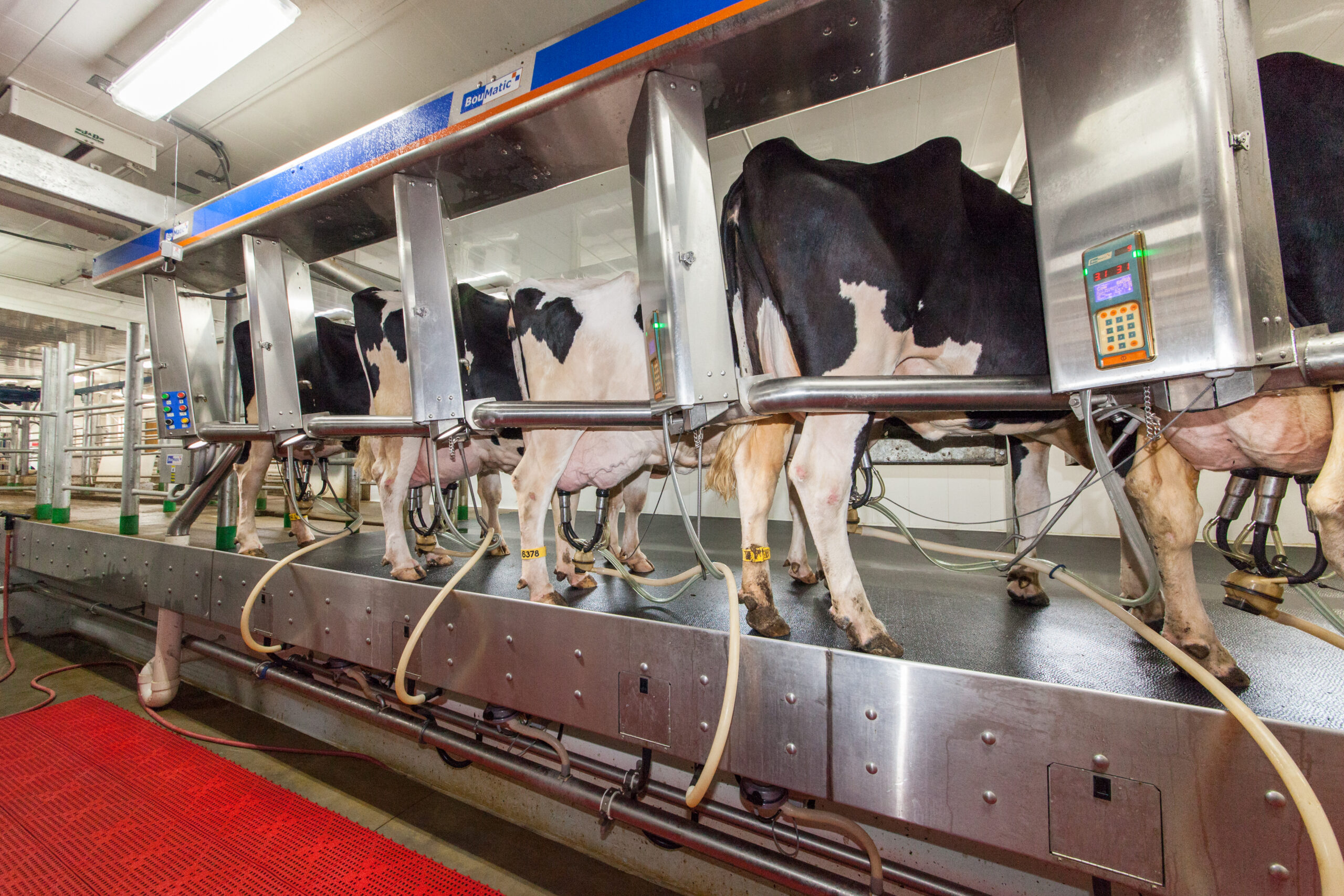Milking Parlor, CALS, UW-Madison, 2013